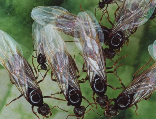 ant-1 Flying ant