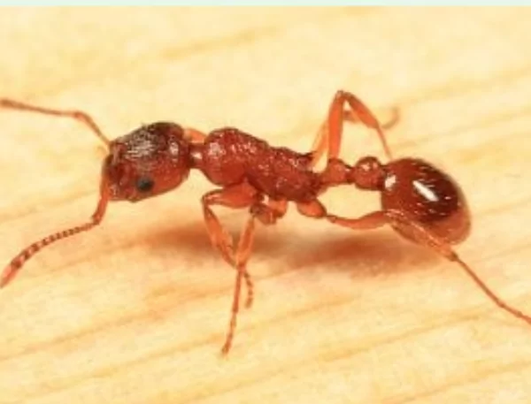 Red ant