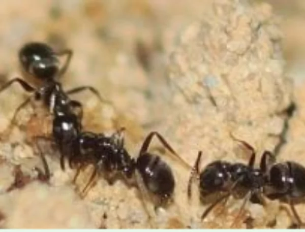 ant-3 Black ant