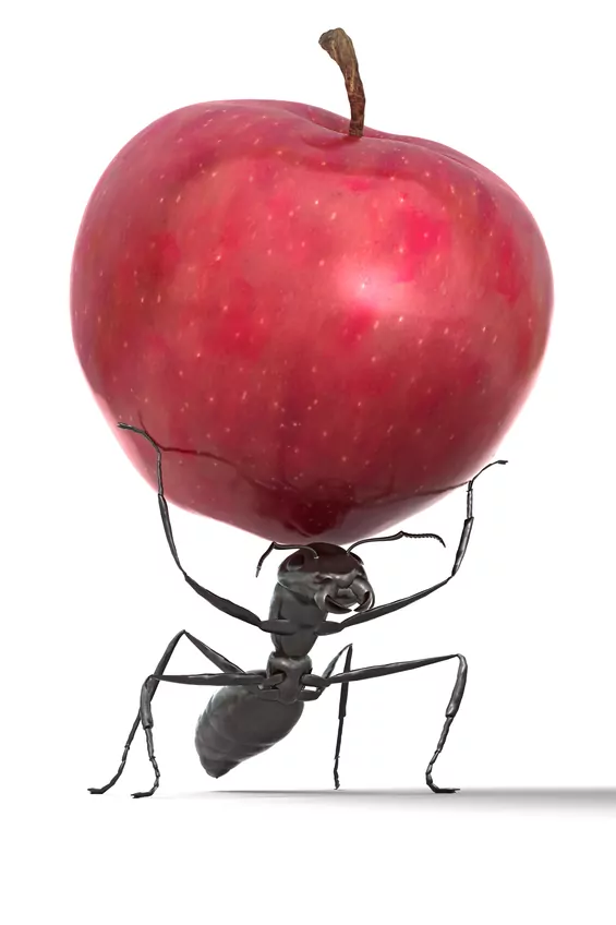 antapple