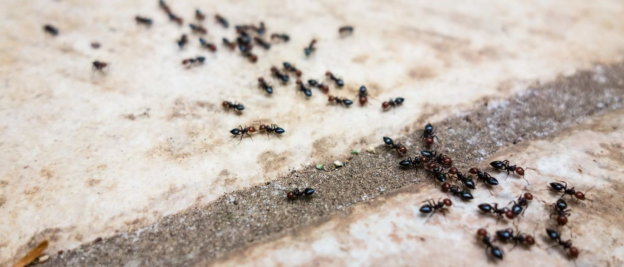 Сонник муравьи много