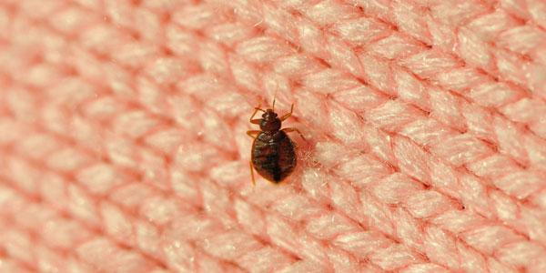 bedbugs