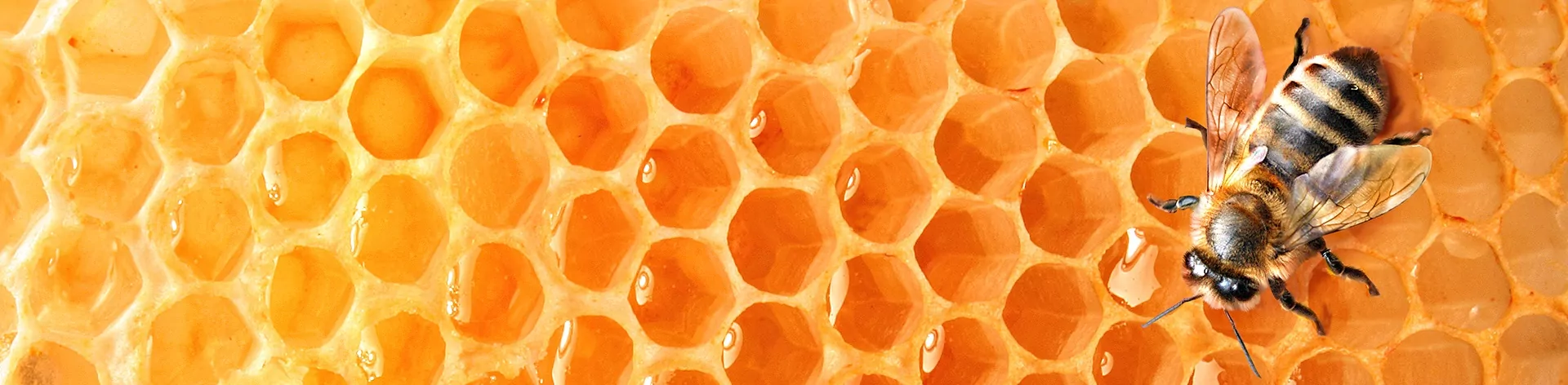 honey-bee.jpg Wasp removal