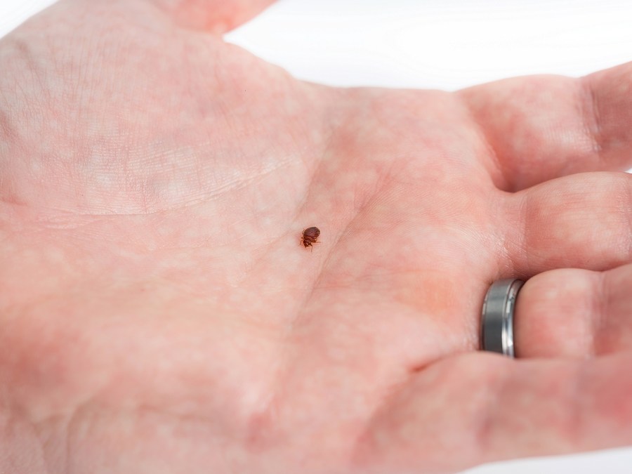 Here's How You Can Avoid Paris's Bed Bug Problem