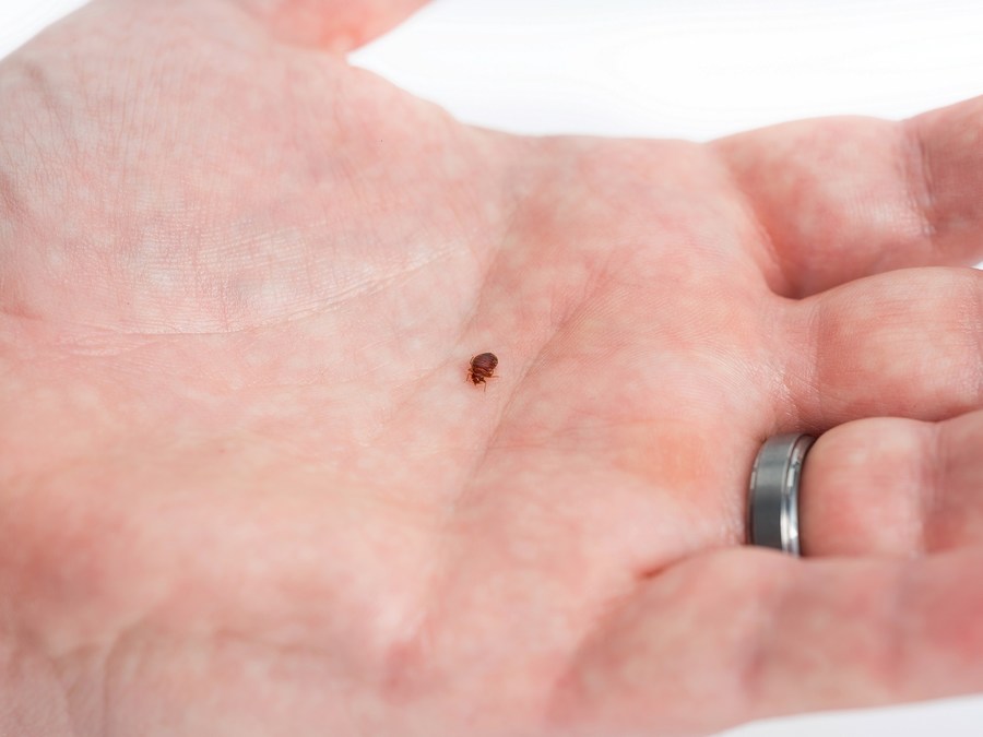 Orkin LLC Bed-Bug-on-Hand Bed bug