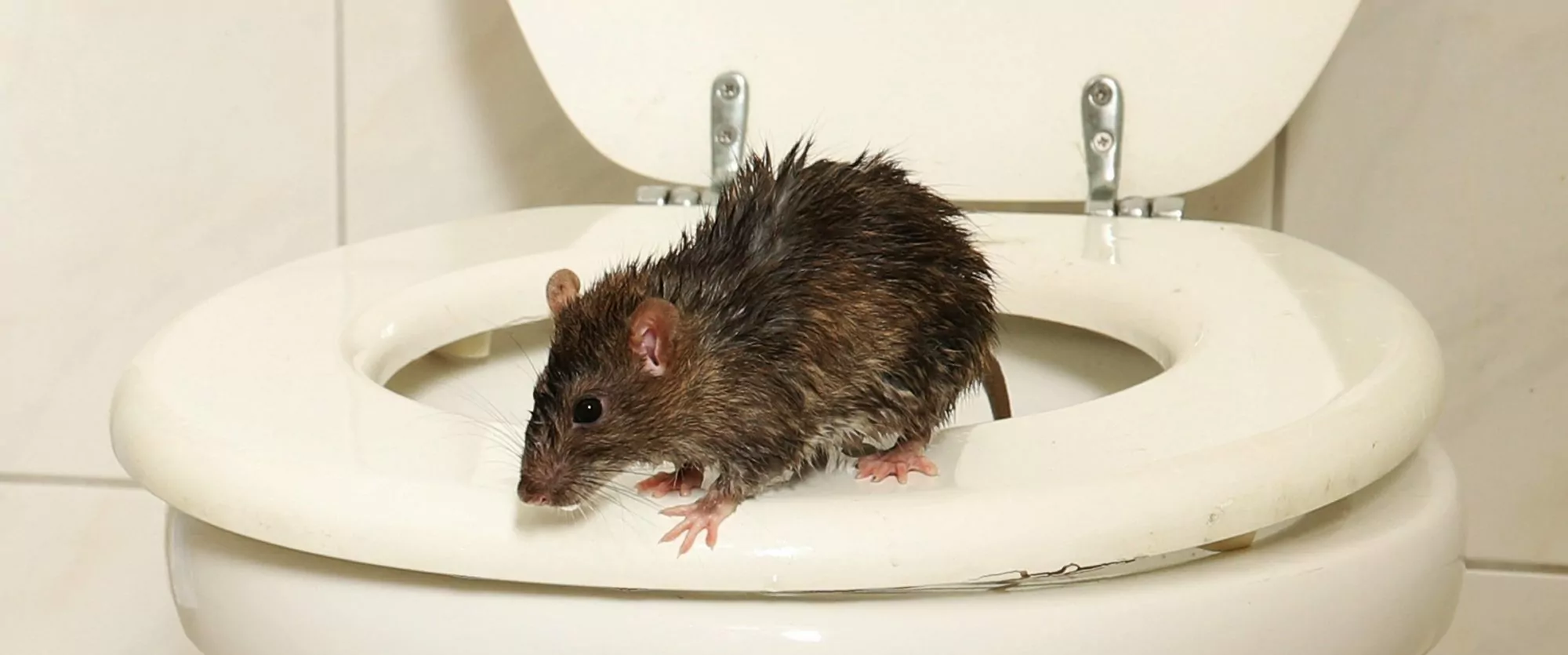 ratbanner Rats and Mice