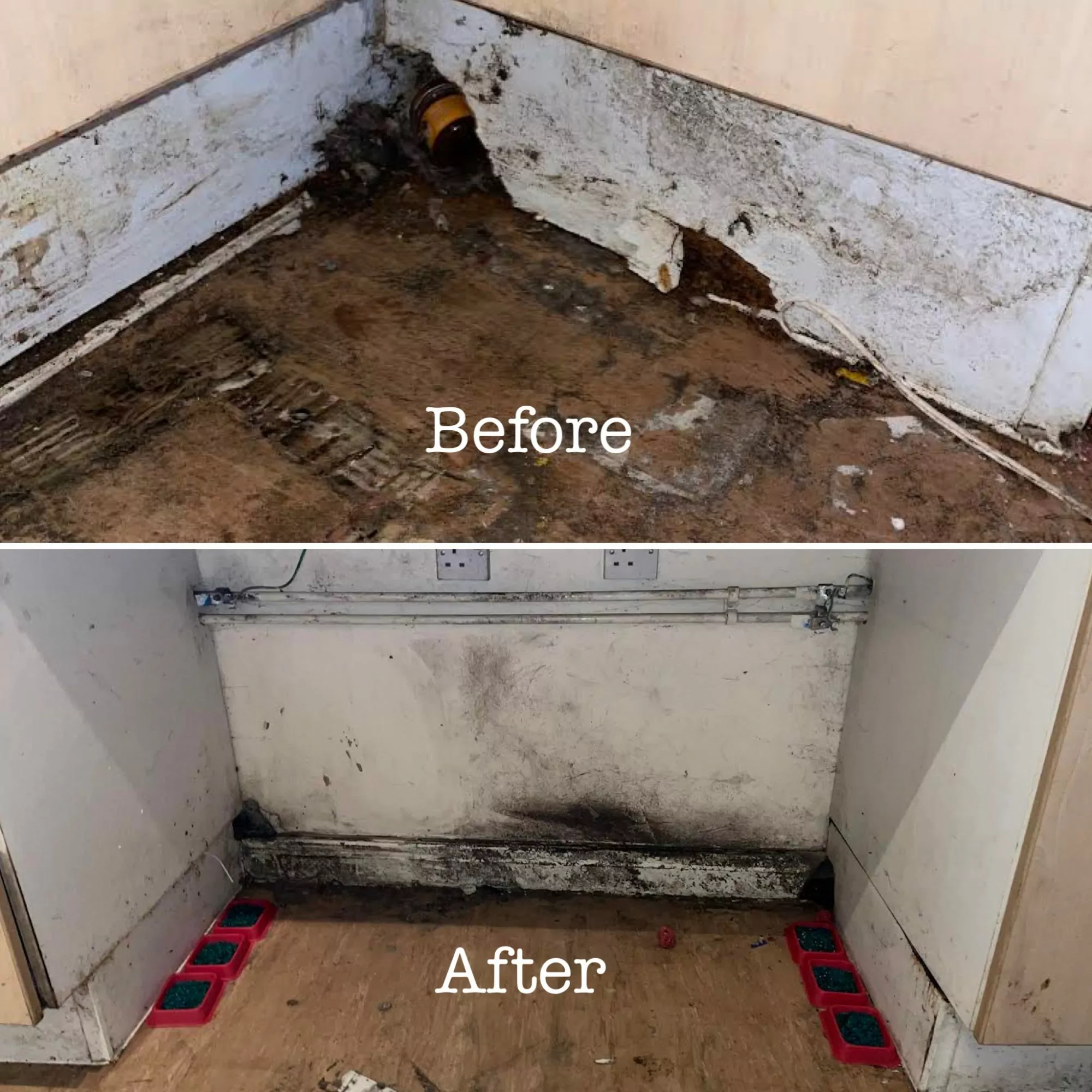 ratbeforeandafter rats before and after