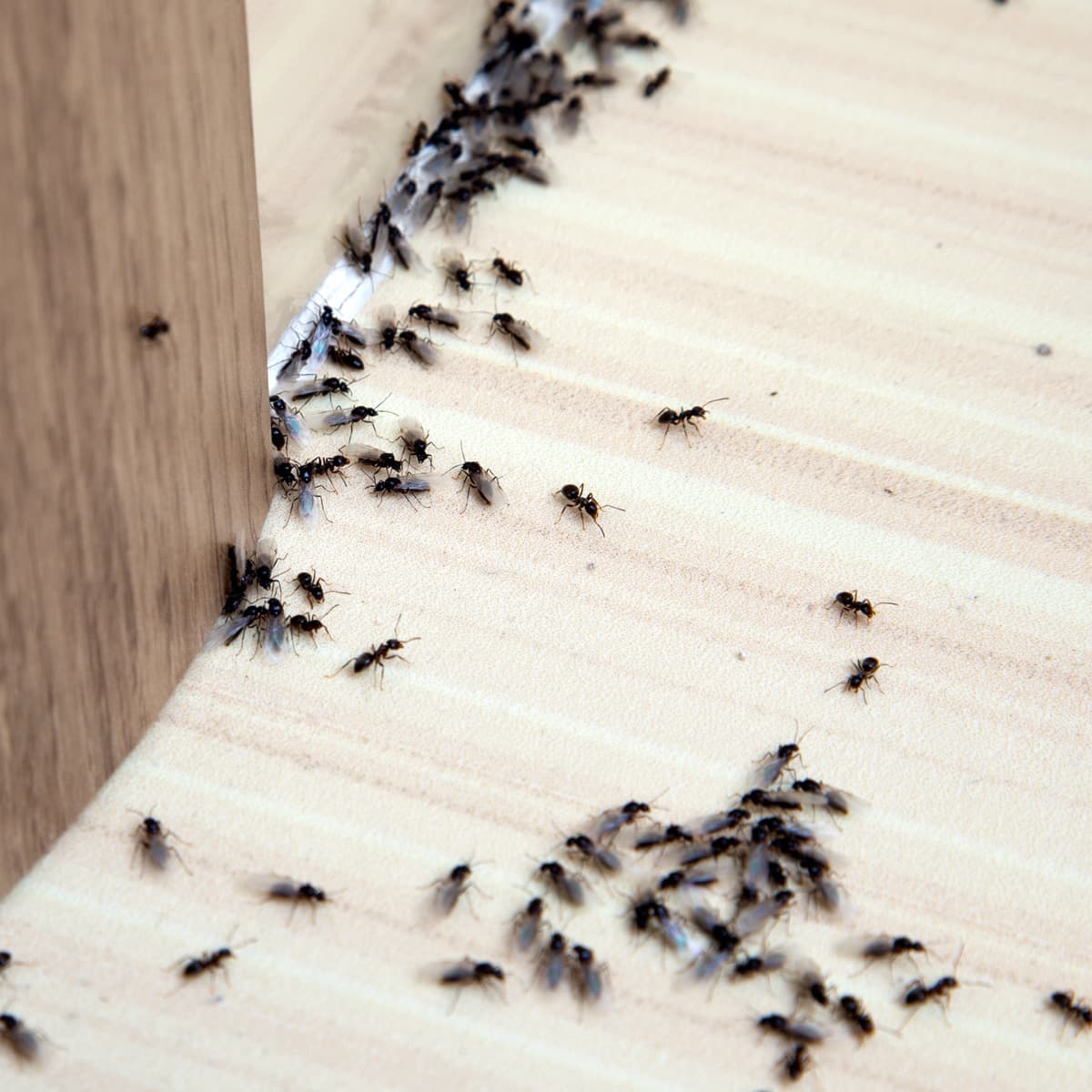 ant-pest-control Ant Pest Control
