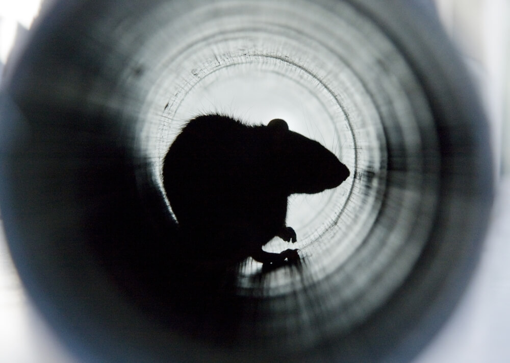shutterstock_2123434886 (1) rat in tube